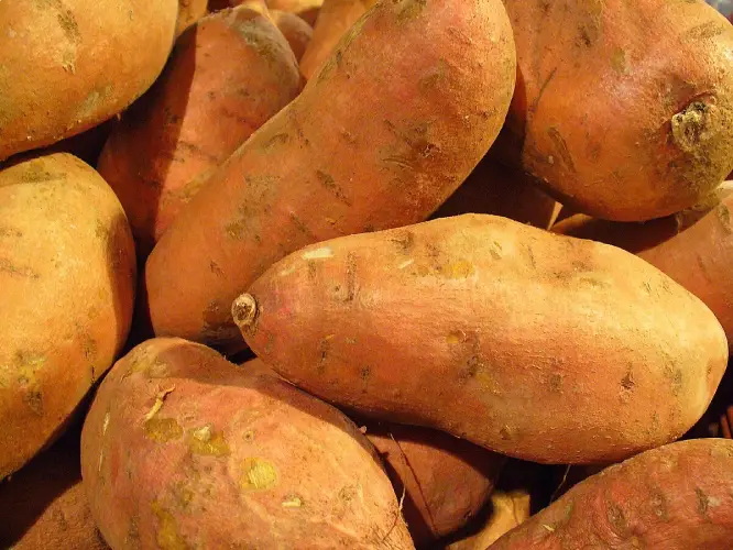 Sweet potato (Ipomoea batatas)
