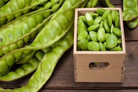  Fresh Stinky Bean (Parkia speciosa)