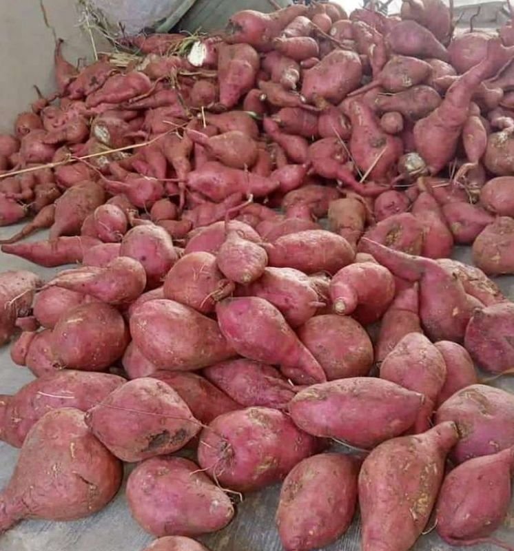 Sweet Potato