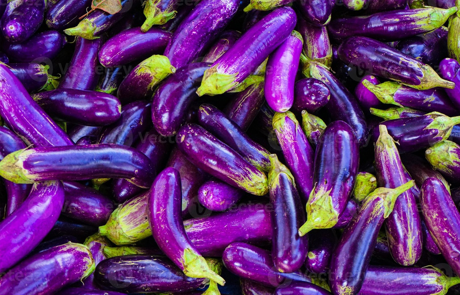 Eggplant (Solanum melongena)