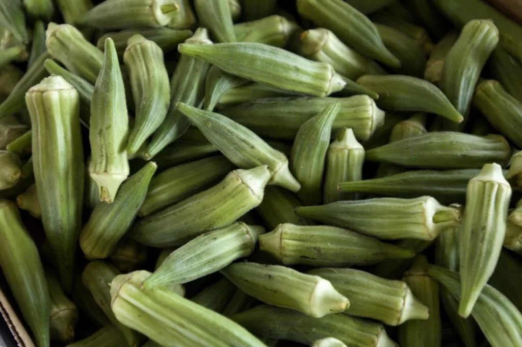 Okra (Abelmoschus esculentus)