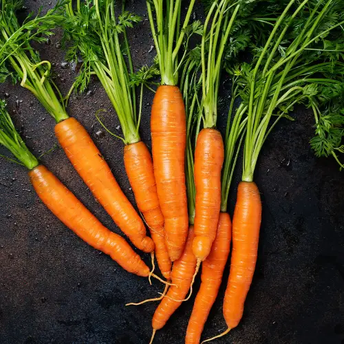 Carrot (Daucus carota)